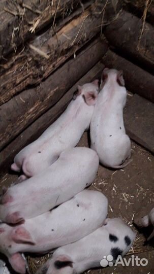 Поросенок ландрас девочки