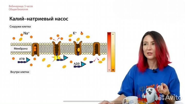 Репетитор по биологии ЕГЭ