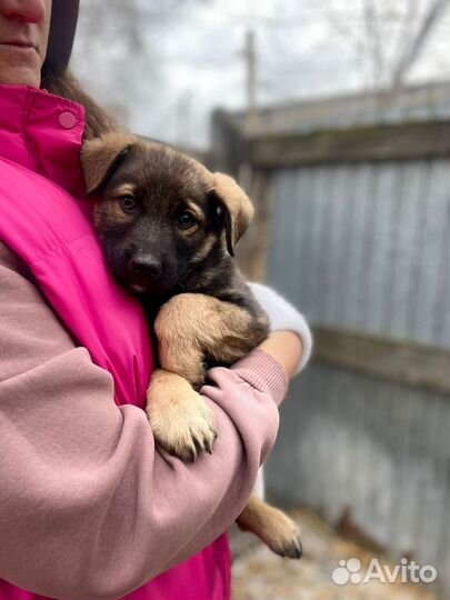 Щенок в добрые руки