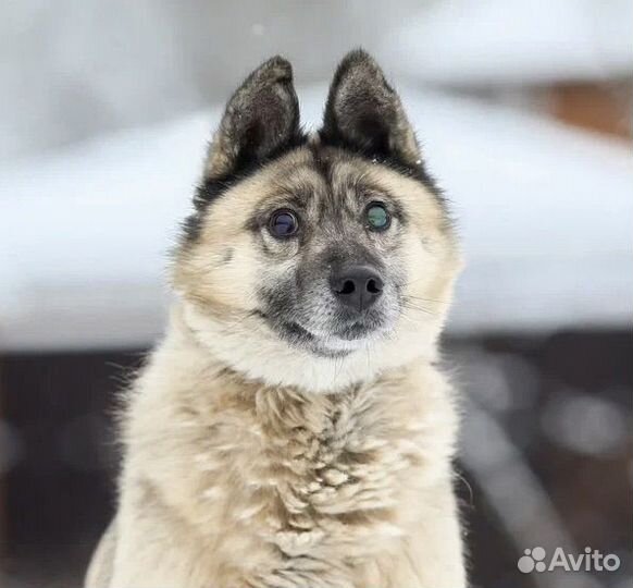 Прекрасный пес в добрые руки