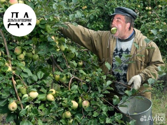Вахта с проживанием и питанием сбор яблок