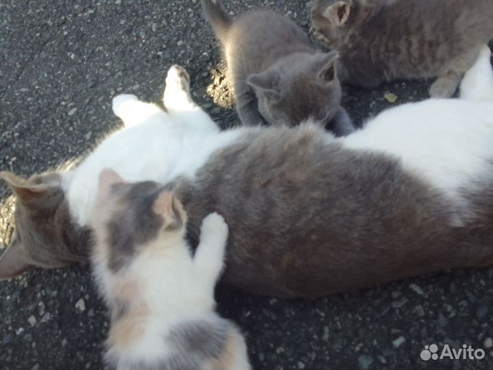 Котята в добрые руки бесплатно