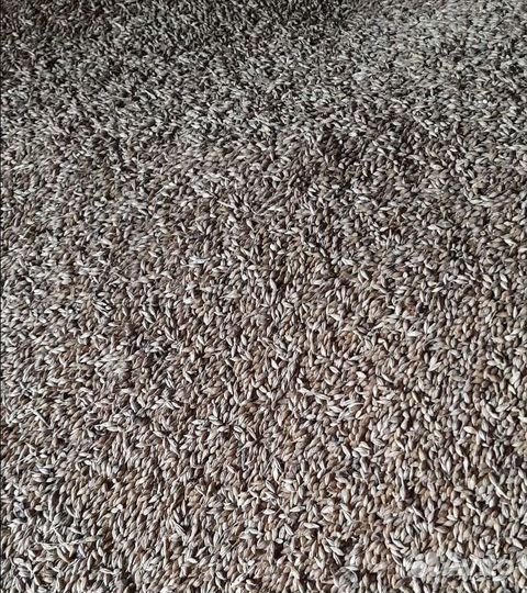 Кормовая кукуруза, Фуражный горох корма