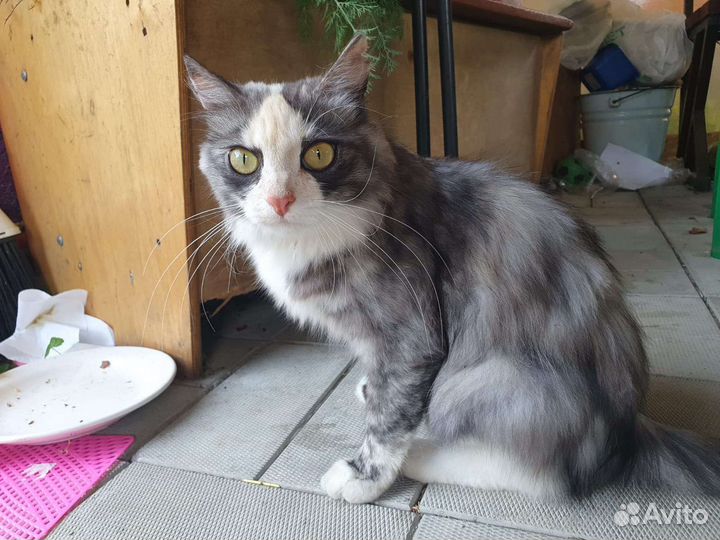 Кошка в дар