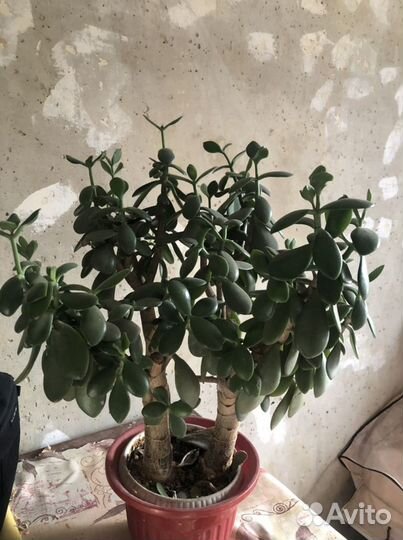 Комнатные цветы 5 шт