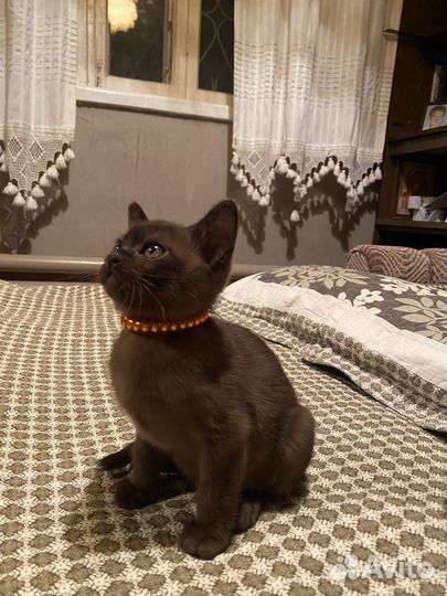 Бурманская кошечка