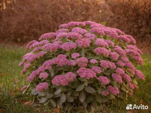 Очиток видный Заячья капуста Седум