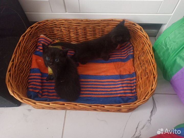 Черные котята