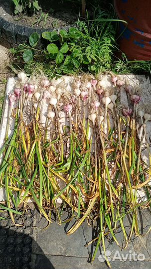 Огурчики домашние, чеснок