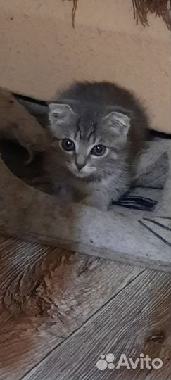 Кошечка в добрые руки бесплатно