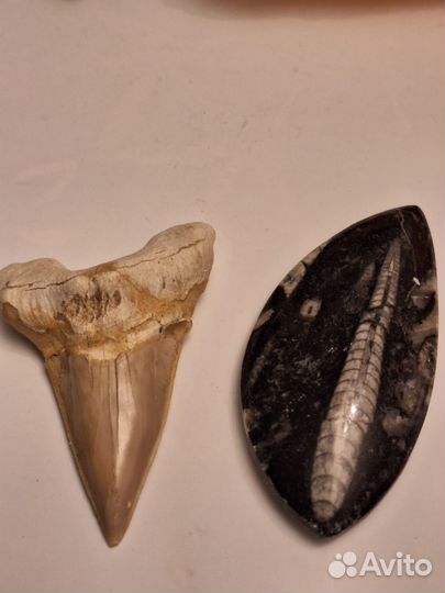 Окаменелости зуб