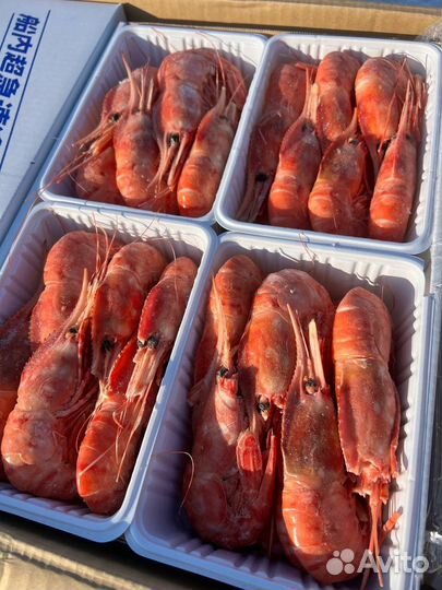 Креветка ботан всех размеров