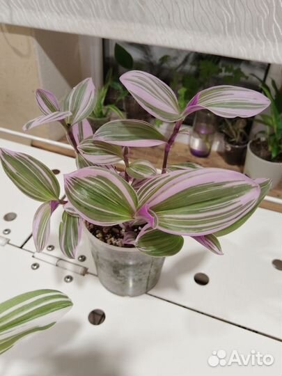 Традесканции