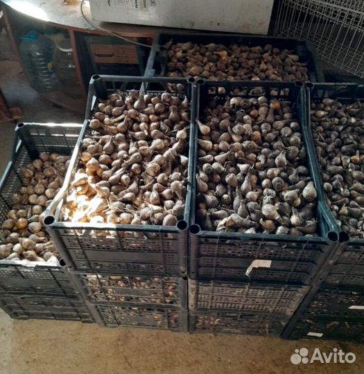 Луковицы нарциссов оптом