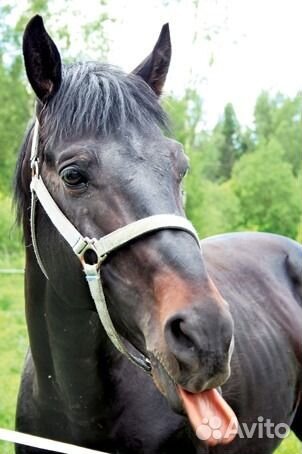 Чернозем - Перегной тамбов плодород.35кг и самосва