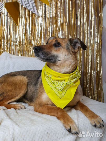 Лакки предали и сдали в приют