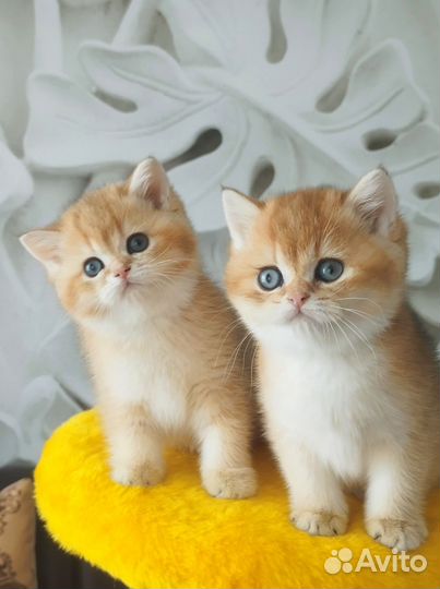Британские котята золотой шиншиллы NY