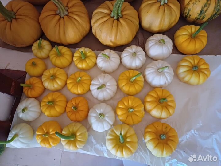 Тыква декоративная