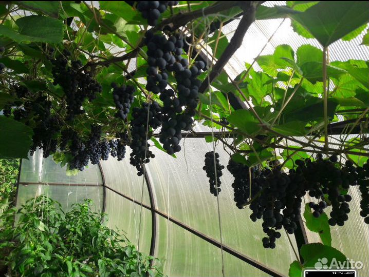Саженцы винограда