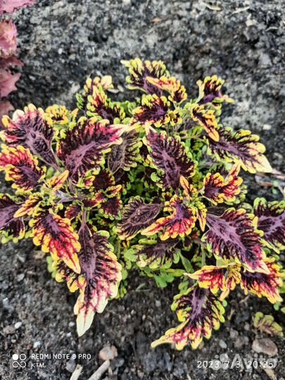 Колеусы вегетативных сортов