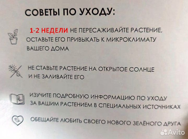 Каллизия Розовая Пантера (Pink Panther)