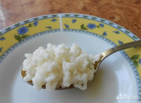 Тибетский молочный гриб