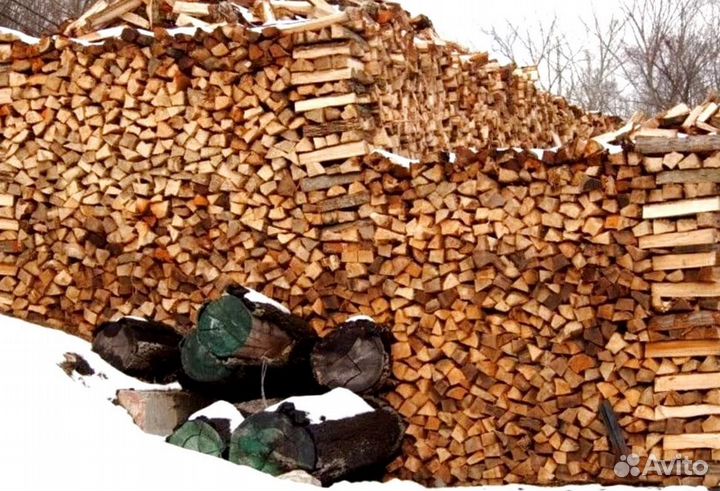 Береза на выбор