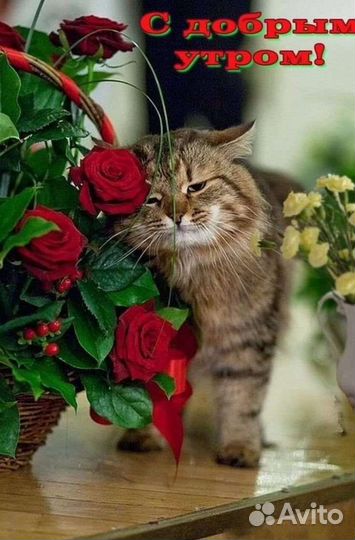 Передержка кошек