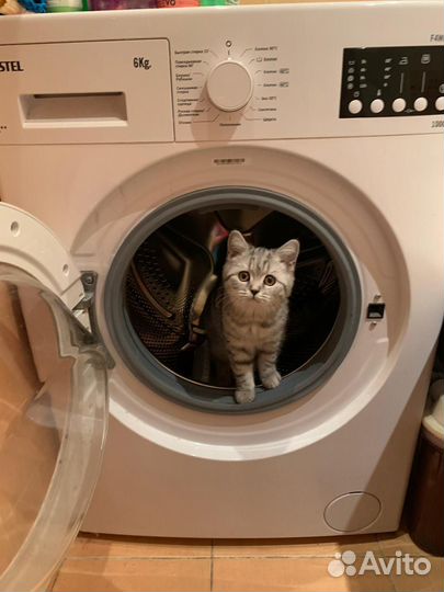 Шотландский котёнок, девочка