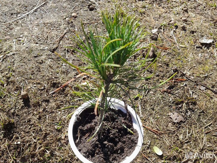 Саженцы сибирского кедра