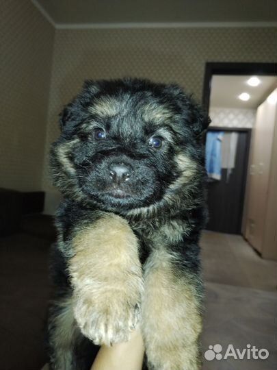 Щенки немецкой овчарки