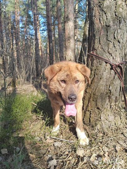 Пристраивается кобель собака