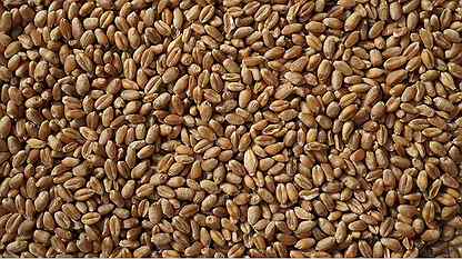 Зерно Пшеница, Ячмень