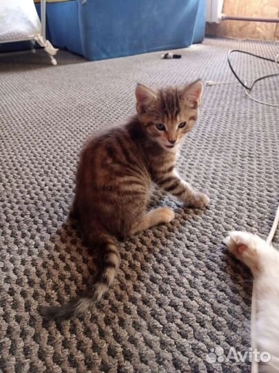 Отдаем котят