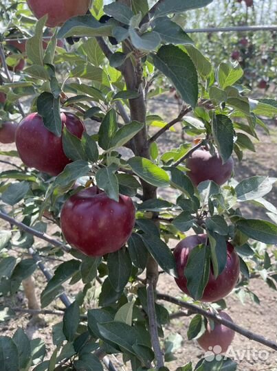 Яблоко Джаромини