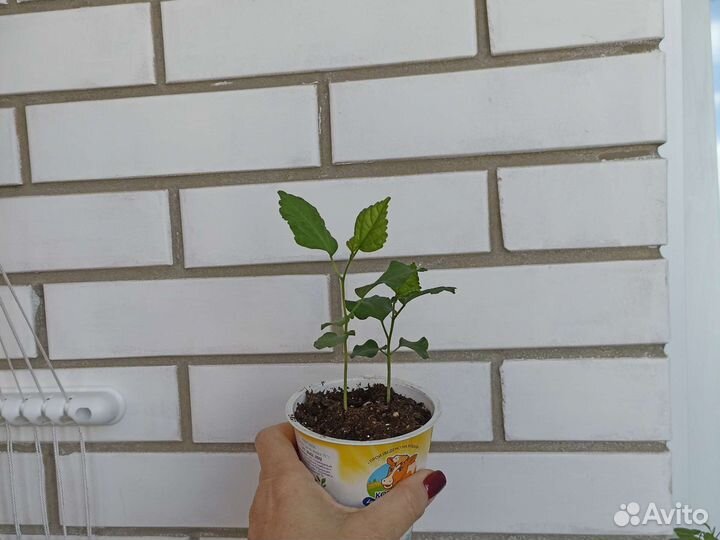 Гибискус сирийский садовый