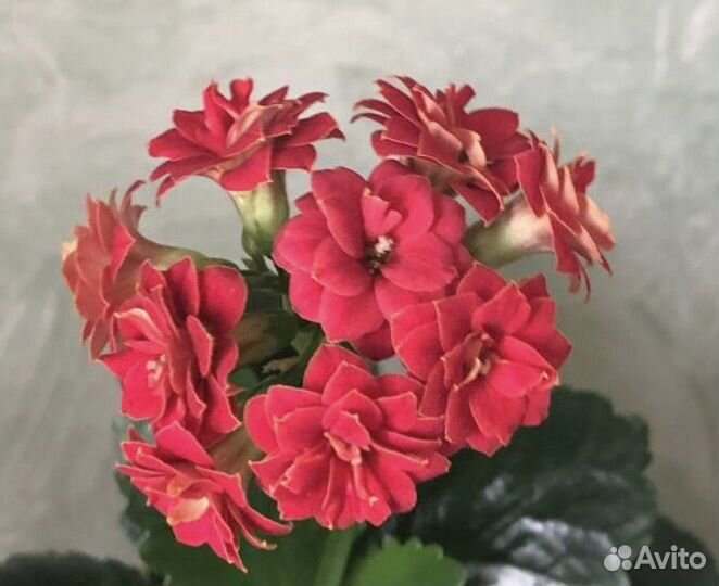 Комнатные цветы каланхоэ