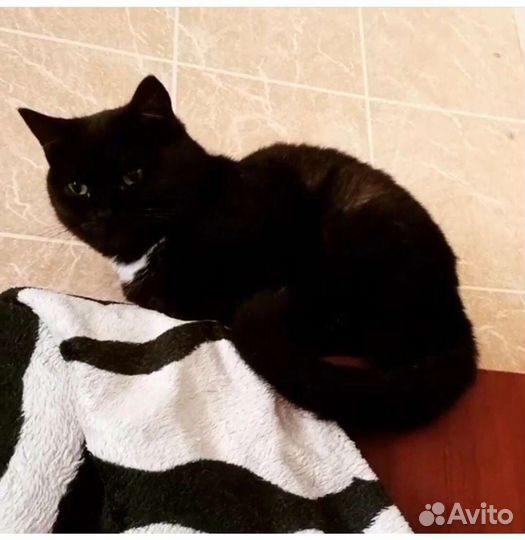 Кошечка Черри