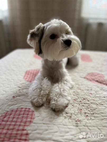 Услуги грумера