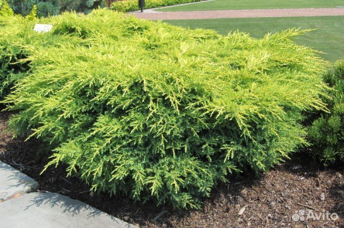 Можжевельник китайский Куривао Голд