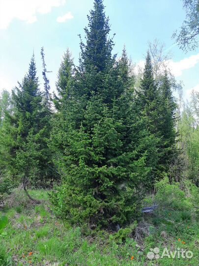 Пихта -крупномер