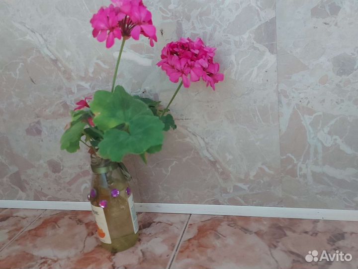Пеларгония герань