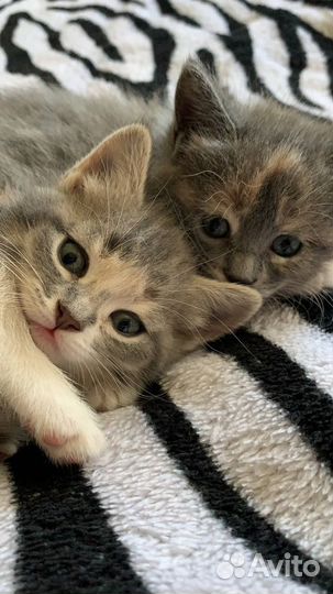 Отдам котят в добрые руки