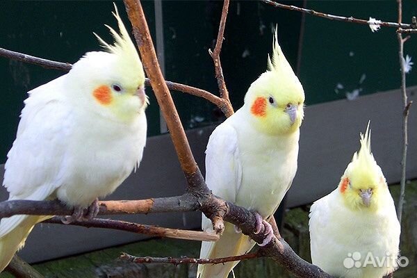 Лимонная корелла