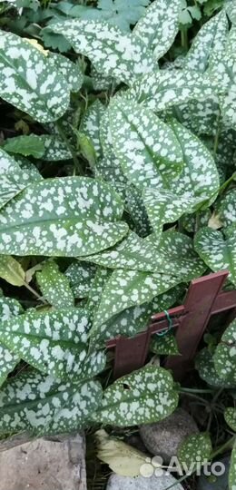 Цветы для сада