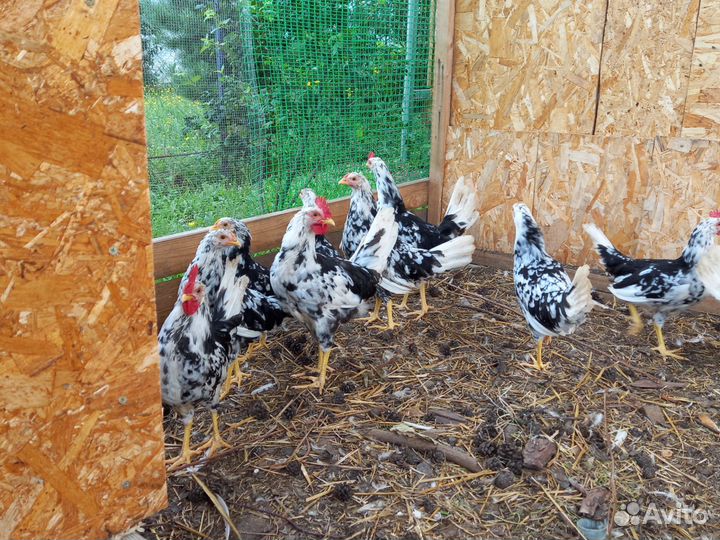 Легорн долматинец чистокровные петушки
