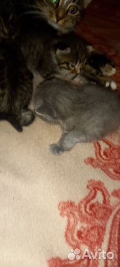 Котята отдам даром