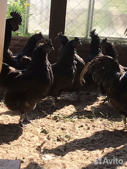 Бронь Куры и петухи ухейилюи