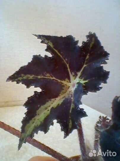 Бегонии сортовые