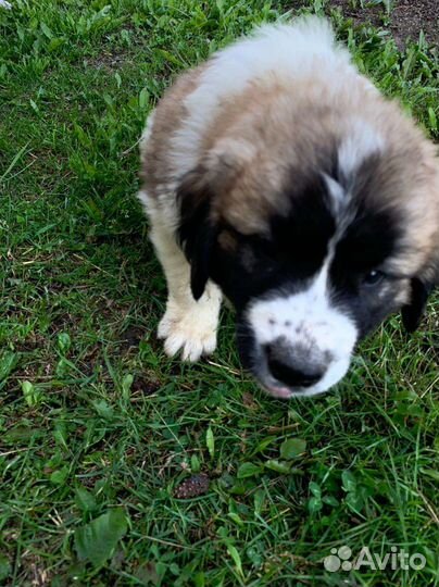 Продам московскосторожевые щенята